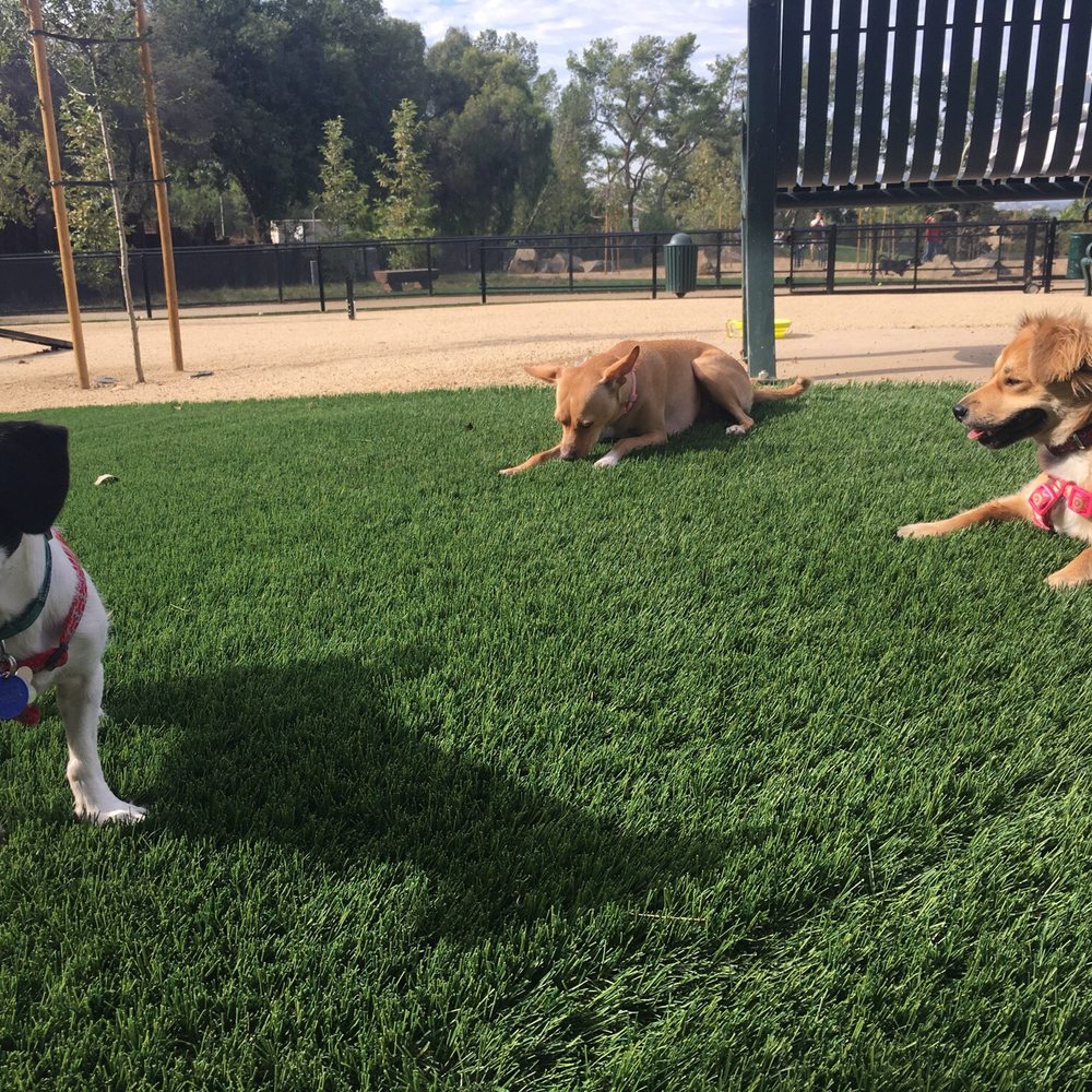 Olive Hills Park - After playing and running around - Dog Parks Near Me - Anaheim, California Olive Hills Park - After playing and running around - Dog Parks Near Me - Anaheim, California