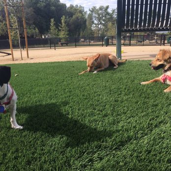 Olive Hills Park - After playing and running around - Dog Parks Near Me - Anaheim, California