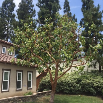 B & J Tree Service - After - Tree Services Near Me - Tustin, California
