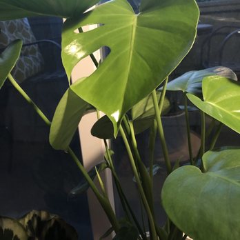 Knots & Found - Nurseries & Gardening Near Me - Martinez, California