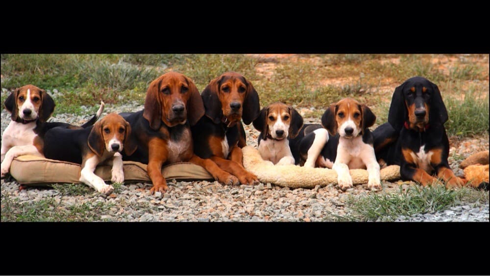 Canine Concierge And Equine - equestrian in Palmyra, VA