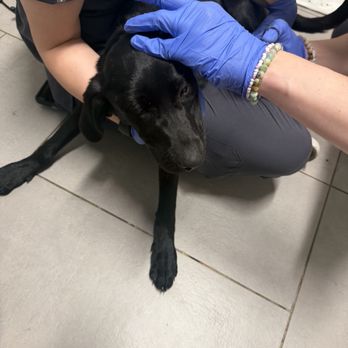 VEG ER for Pets - Emergency Pet Hospital Near Me - Overland Park, Kansas VEG ER for Pets - Emergency Pet Hospital Near Me - Overland Park, Kansas