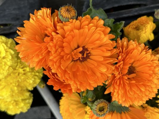 Beverly Hills Farmers Market by null