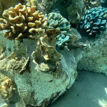 Discovery Cove - Amusement Parks Near Me - Orlando, Florida