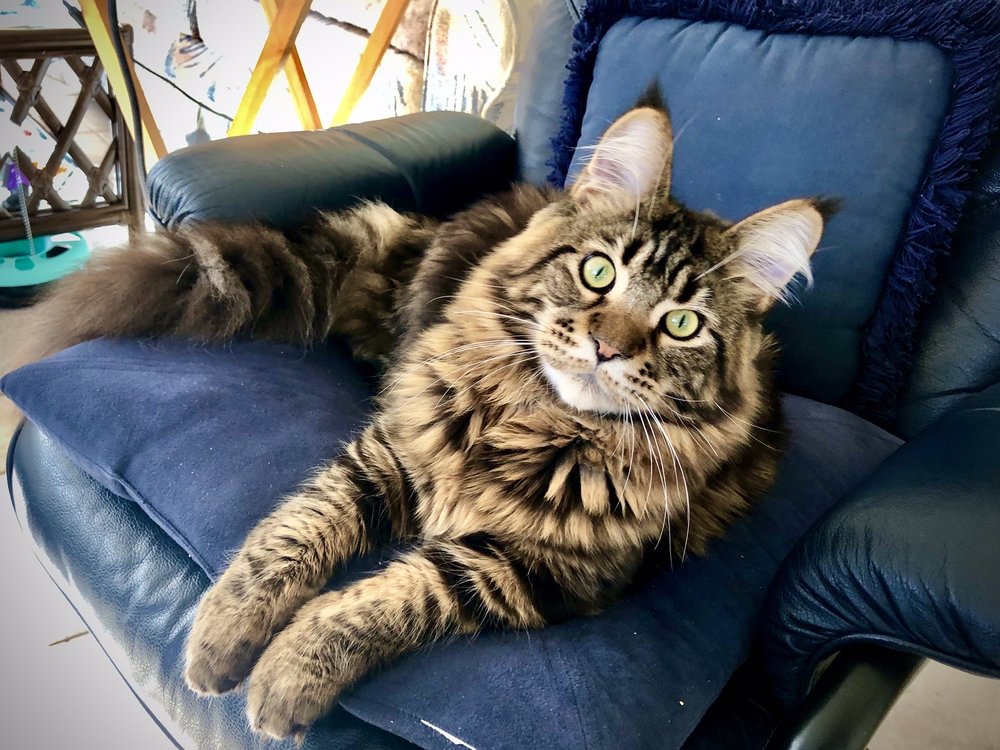 COONKINGDOM MAINE COONS 37 Photos Federal Way, WA Yelp