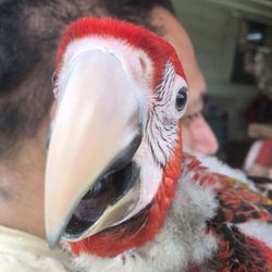 Tweety Bird Aviary - Our baby macaw!