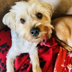 Gold Star Pet Resort - This Bailey after his grooming