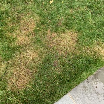 Potomac Lawn Professionals - a patch of grass that has been mowed - Snow Removal Near Me - Falls Church, Virginia Potomac Lawn Professionals - a patch of grass that has been mowed - Snow Removal Near Me - Falls Church, Virginia