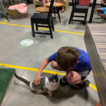 Orlando Cat Cafe - Animal Shelters Near Me - Clermont, Florida Orlando Cat Cafe - Animal Shelters Near Me - Clermont, Florida