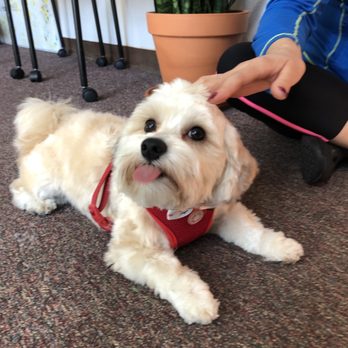 Dalmation Station - Kali loving her haircut! - Pet Groomers Near Me - Fairfield, California