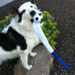 Big Lots - 50% of Dogs Love the $5.00 Dog Toys Big Lots Sells