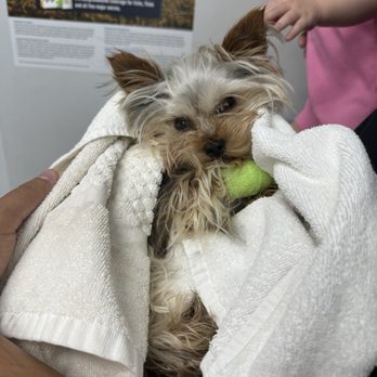 911 Vet Care - Veterinarians Near Me - Lancaster, California 911 Vet Care - Veterinarians Near Me - Lancaster, California