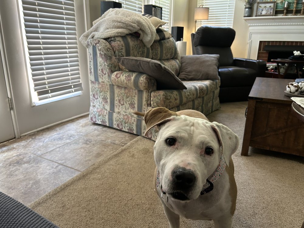 AUSSIE PET MOBILE LAKE NORMANNORTH CHARLOTTE Updated May 2024 14