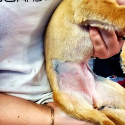 My dog needed multiple stitches after a visit to pampered tails. My dog needed multiple stitches after a visit to pampered tails.