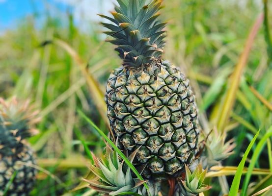 Maui Pineapple Tour by null