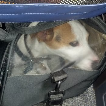 Southwest Airlines - My 20lb Jack Russell fit perfectly under the seat of the 737.. he had plenty of room to stand up and turn around. - Airlines Near Me - Burbank, California Southwest Airlines - My 20lb Jack Russell fit perfectly under the seat of the 737.. he had plenty of room to stand up and turn around. - Airlines Near Me - Burbank, California