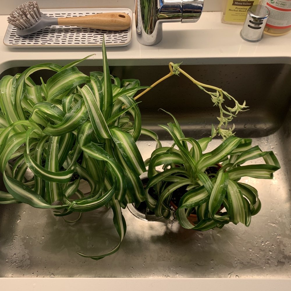 Indoor Sun Shoppe - Curly spider plant, separated into two. - Nurseries & Gardening Near Me - Seattle, Washington Indoor Sun Shoppe - Curly spider plant, separated into two. - Nurseries & Gardening Near Me - Seattle, Washington