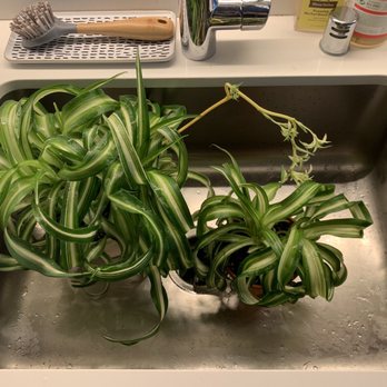 Indoor Sun Shoppe - Curly spider plant, separated into two. - Nurseries & Gardening Near Me - Seattle, Washington Indoor Sun Shoppe - Curly spider plant, separated into two. - Nurseries & Gardening Near Me - Seattle, Washington