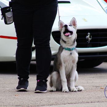 ACA Center - Dog Training - Pet Training Near Me - Miami, Florida