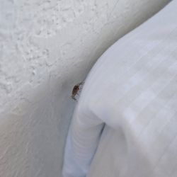 La Jolla Vacation Rentals