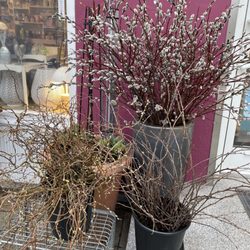 Blumen Rupflin