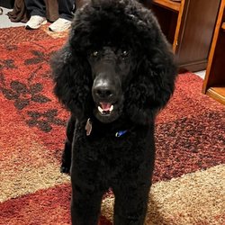 Walden Animal Clinic - Sampson