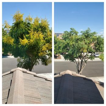 Wilmer’s Tree Service - Before and after - Tree Services Near Me Wilmer’s Tree Service - Before and after - Tree Services Near Me