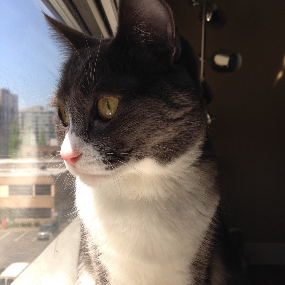 Sky's Dog Walking & Cat Care - Mitzi - Dog Walkers Near Me