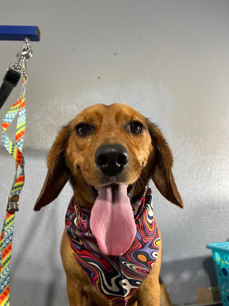 MIDLO MUTT HUT Updated October 2024 82 Photos & 15 Reviews 1240