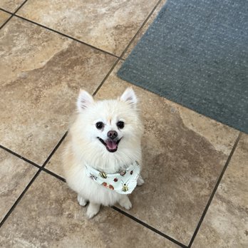 Pup Culture Grooming - Pet Groomers Near Me - Lincoln, California Pup Culture Grooming - Pet Groomers Near Me - Lincoln, California