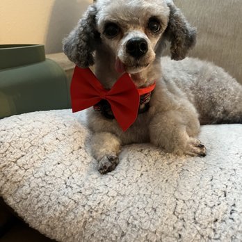 Doggy Styles Pet Salon - Pet Groomers Near Me - Parker, Colorado Doggy Styles Pet Salon - Pet Groomers Near Me - Parker, Colorado