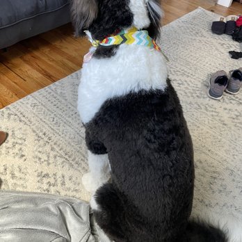 Puppy Love Grooming - Puppy love grooming - Pet Groomers Near Me - Pittsburgh, Pennsylvania Puppy Love Grooming - Puppy love grooming - Pet Groomers Near Me - Pittsburgh, Pennsylvania
