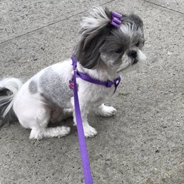 This is the small dog they made such a fuss over To get out the store This is the small dog they made such a fuss over To get out the store