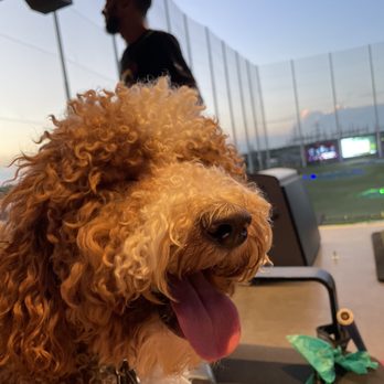 Topgolf - Service dogs angle 2 - Sports Bars Near Me - Richmond, Virginia
