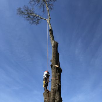 T&T Tree Specialist - Tree Services Near Me - Ama, Louisiana T&T Tree Specialist - Tree Services Near Me - Ama, Louisiana