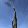 Photo of T&T Tree Specialist