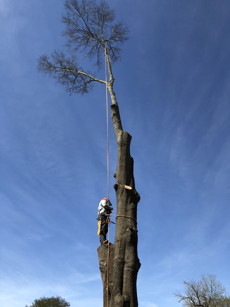 T&T Tree Specialist - tree service in Ama, LA