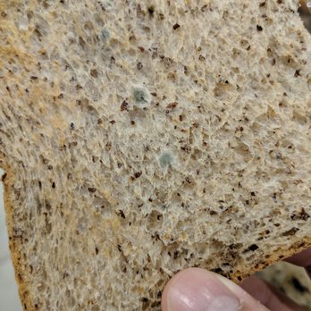BF Bakery & Café - Mold bread - Bakeries Near Me - Plano, Texas