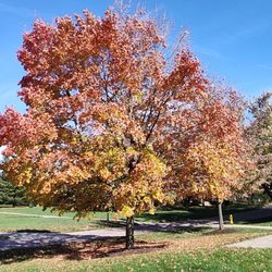 Wheaton College