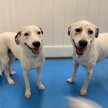Hounds Town Bergen - Pet Groomers Near Me - Lodi, New Jersey Hounds Town Bergen - Pet Groomers Near Me - Lodi, New Jersey