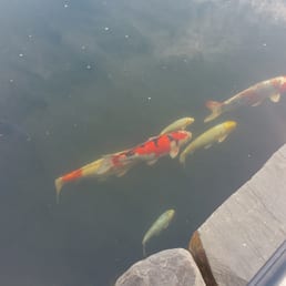 Koi pond set up with some big fish.