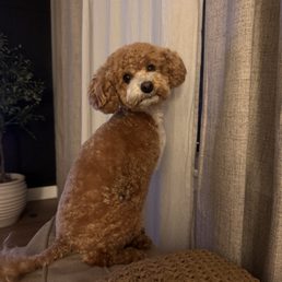 Teddy after a full groom Teddy after a full groom