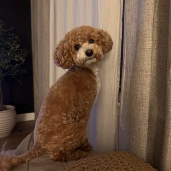 Bigdogsandcats - Teddy after a full groom - Pet Groomers Near Me - Downey, California Bigdogsandcats - Teddy after a full groom - Pet Groomers Near Me - Downey, California