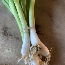 Newport Farmers Market - How do you say FABULOUS? Thank you Pablo Munoz farms!! Beautiful veggies