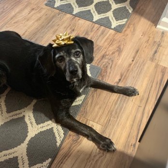 Deepwood Veterinary Clinic - Pepper - Pet Training Near Me - Centreville, Virginia