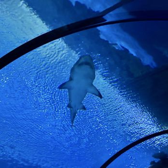 Shark Reef Aquarium at Mandalay Bay - Shark tunnel - Aquariums Near Me - Las Vegas, Nevada