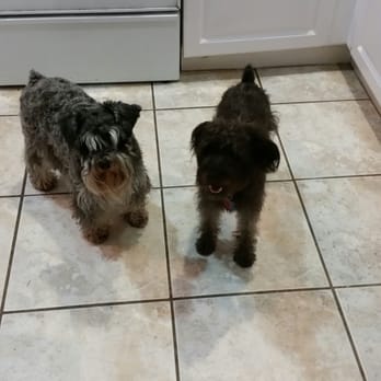 On Call 4 Pets - Oreo & Lucy - Pet Sitting Near Me