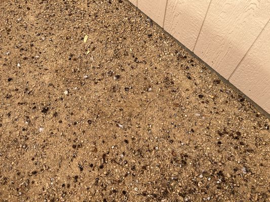 Serrano and Sons Bird Solution