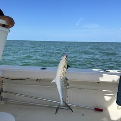 Spanish Mackerel