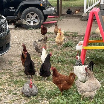 Asam Acres - Chickens - Attraction Farms Near Me - Tecumseh, Michigan Asam Acres - Chickens - Attraction Farms Near Me - Tecumseh, Michigan
